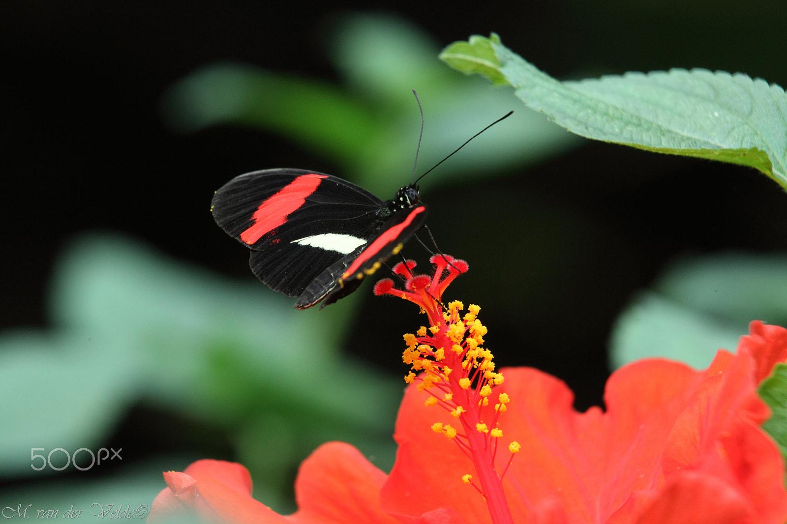 Canon EF 35-350mm F3.5-5.6L USM sample photo. The red devil on the flower photography
