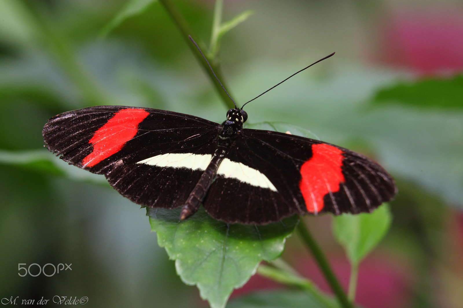 Canon EOS 5D Mark II + Canon EF 35-350mm F3.5-5.6L USM sample photo. The resting butterfly photography