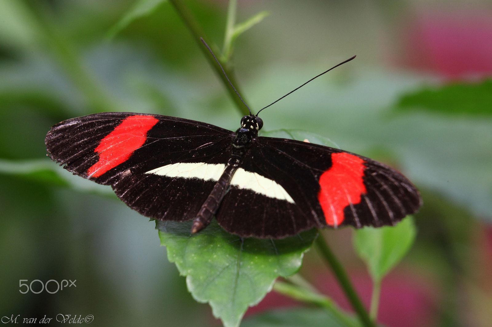 Canon EF 35-350mm F3.5-5.6L USM sample photo. The resting butterfly photography