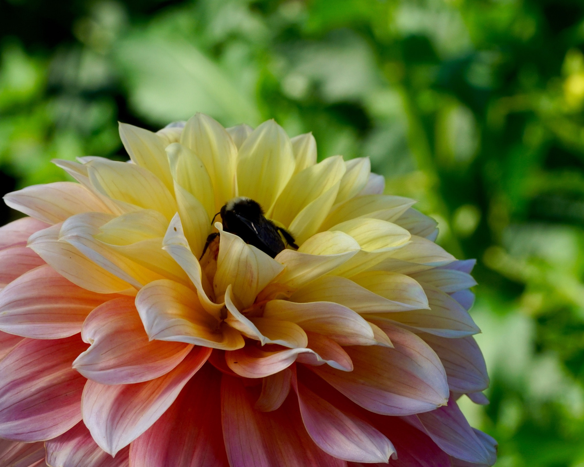 Sony a7R II + Sony FE 90mm F2.8 Macro G OSS sample photo