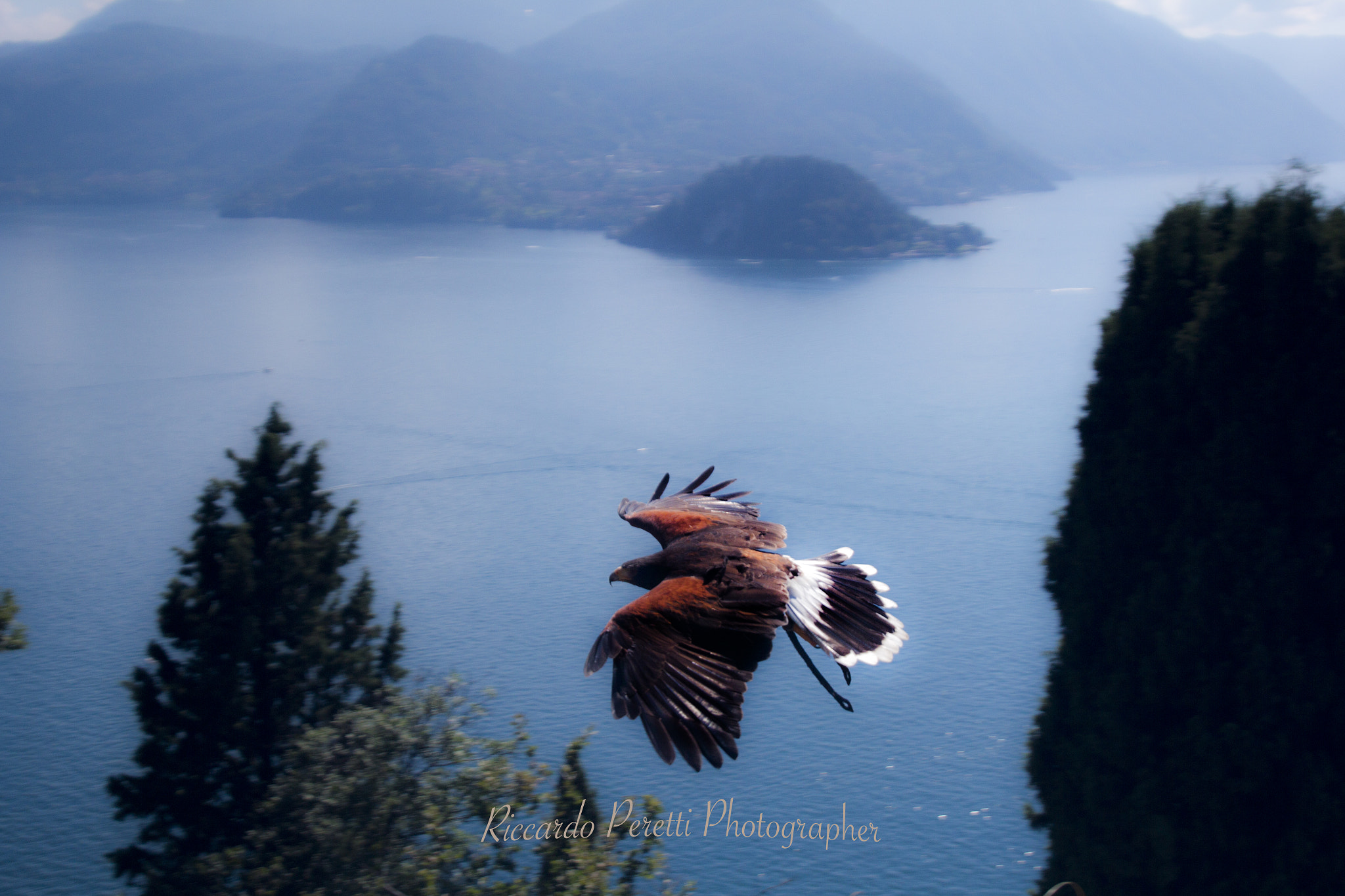 Sigma 17-35mm f/2.8-4 EX DG Aspherical HSM sample photo. Poiana (buteo buteo) photography