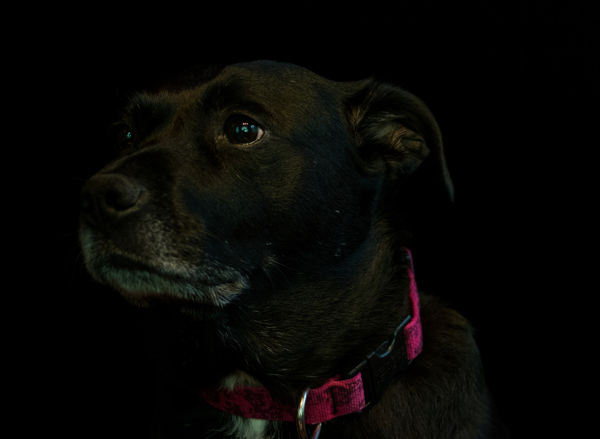 Pentax K-3 + smc PENTAX-FA Macro 50mm F2.8 sample photo. Zoey photography
