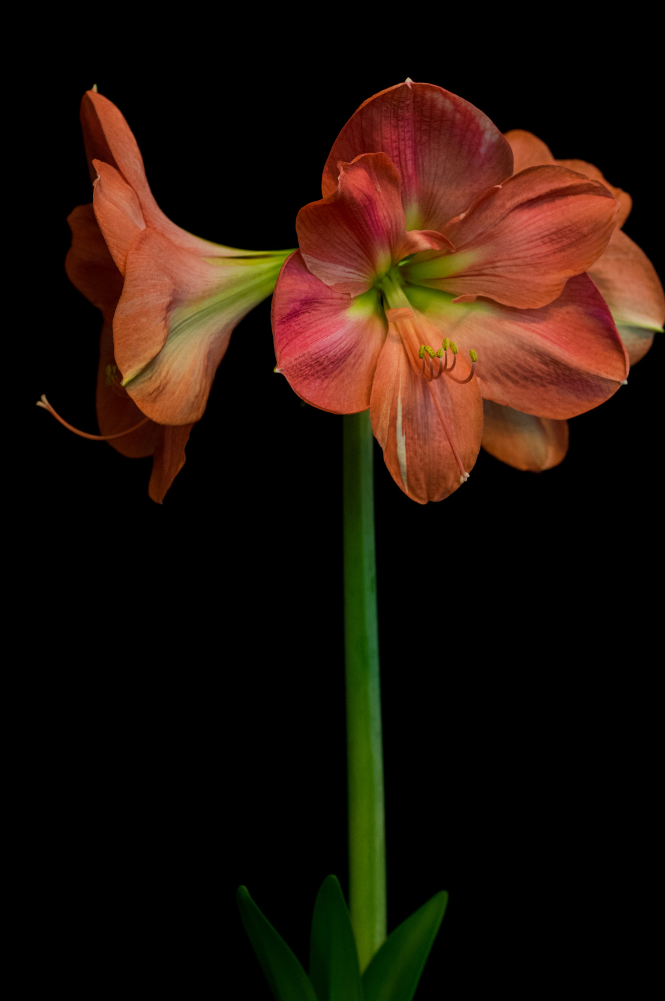Pentax K-3 + smc PENTAX-FA Macro 50mm F2.8 sample photo. Amaryllis 'vera'  hippeastrum photography