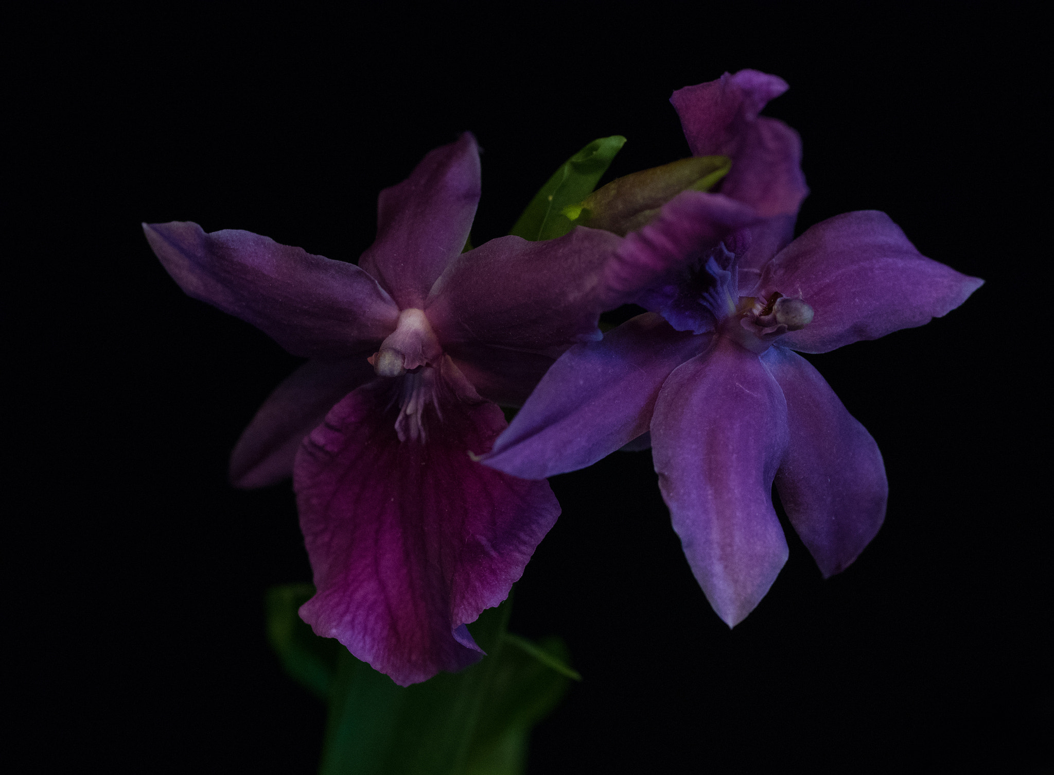 Pentax K-3 + smc PENTAX-FA Macro 50mm F2.8 sample photo. Miltonia orchid photography