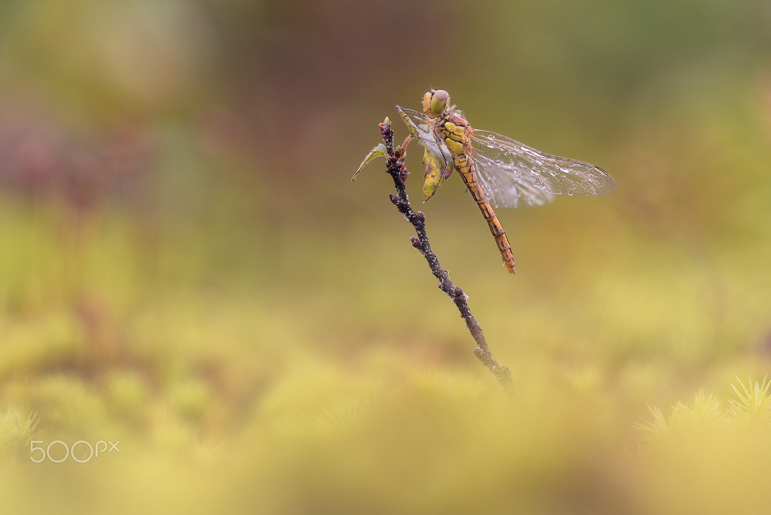 Nikon D750 + Sigma 150mm F2.8 EX DG Macro HSM sample photo. Sympetrum photography