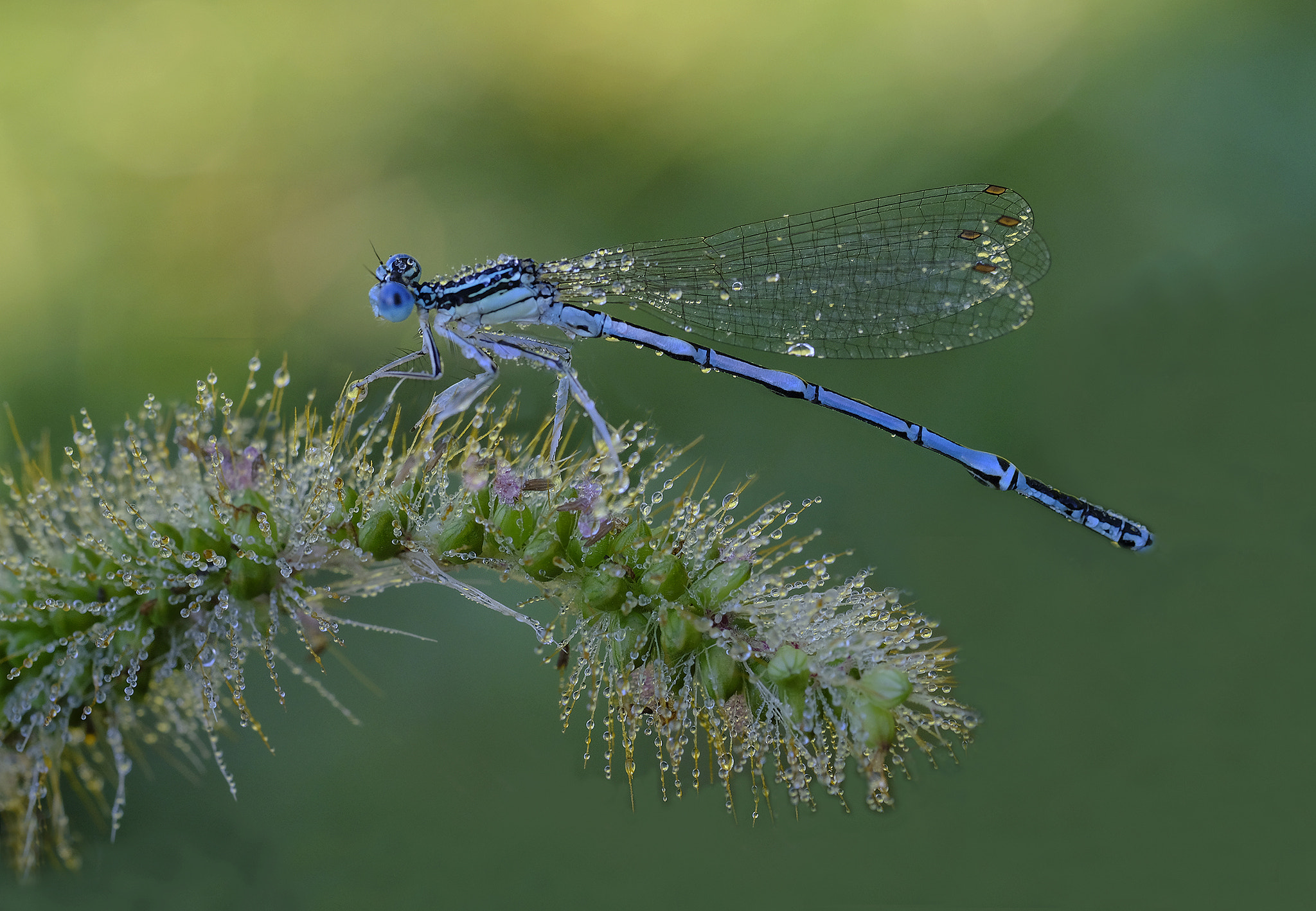 Fujifilm X-Pro2 + Fujifilm XF 60mm F2.4 R Macro sample photo. Damigella photography