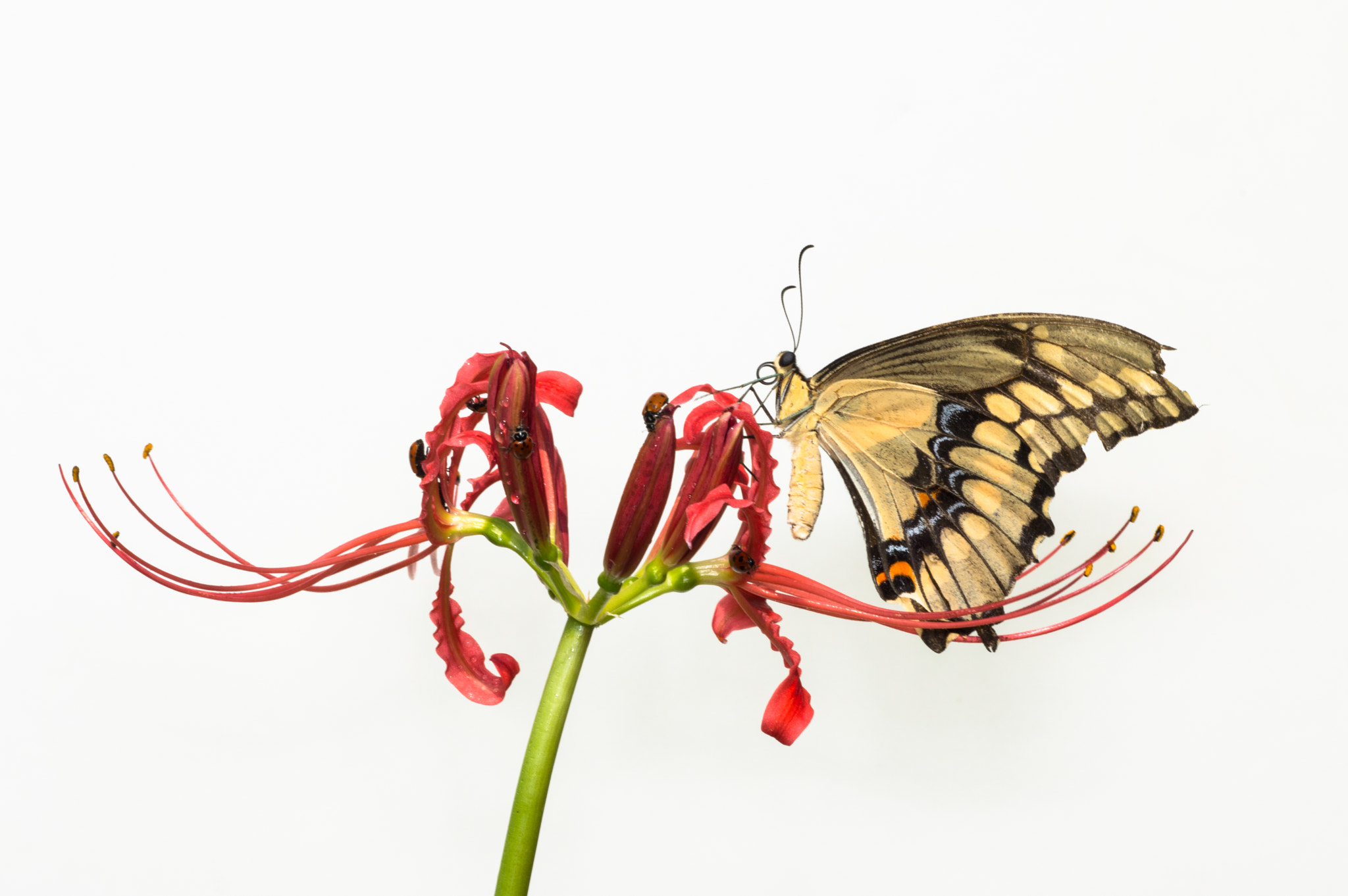 Nikon D3200 + Sigma 150mm F2.8 EX DG Macro HSM sample photo. Giant swallowtail butterfly photography