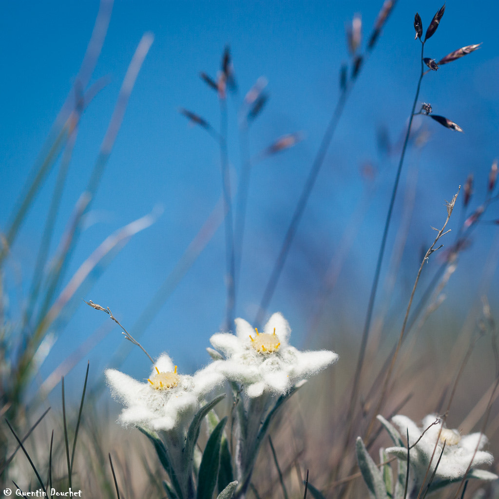 Canon EF 100mm F2.8 Macro USM sample photo. Edelweiss photography