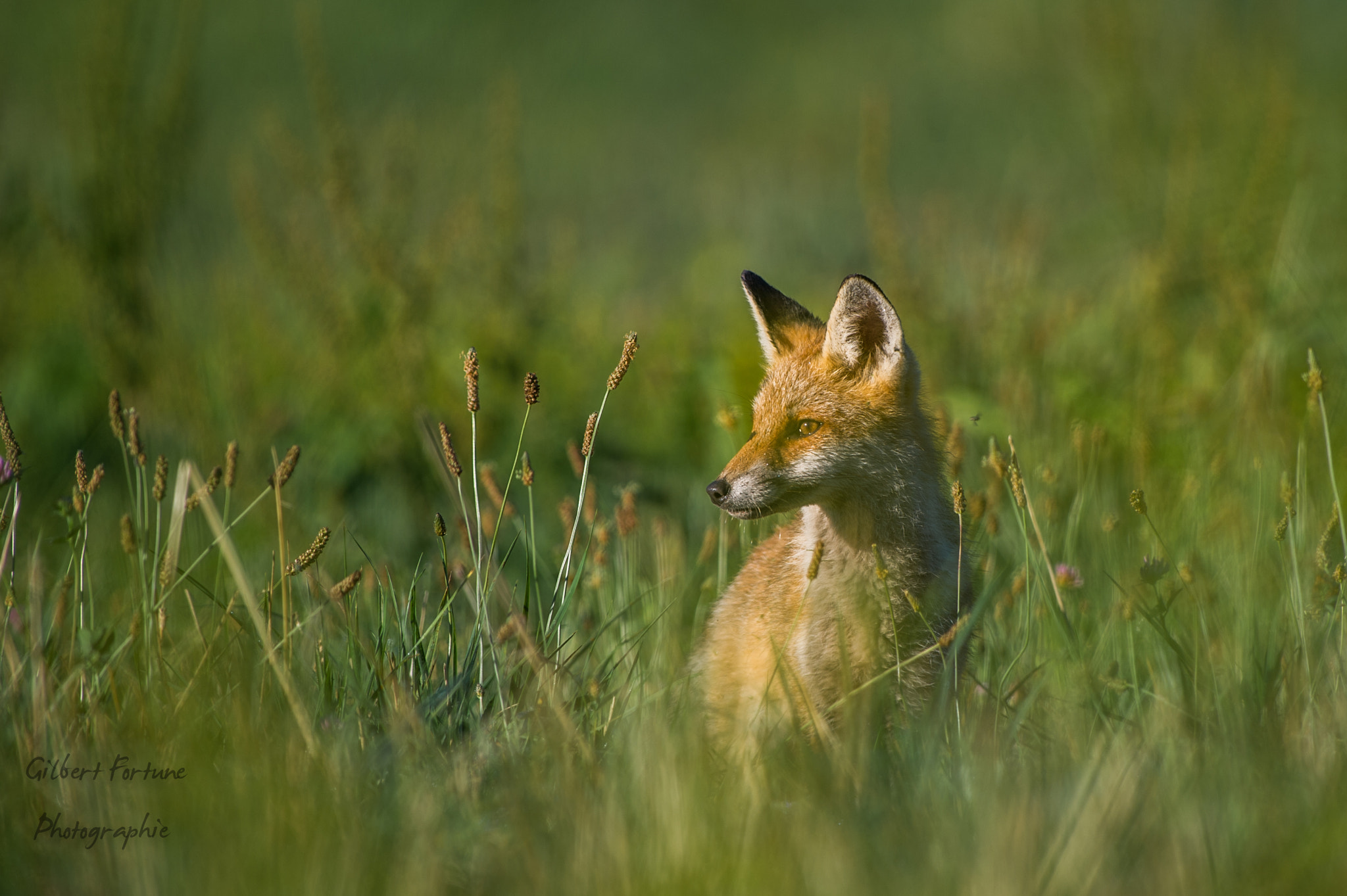 Nikon AF-S Nikkor 300mm F2.8G ED VR II sample photo. Renard dans la prairie photography