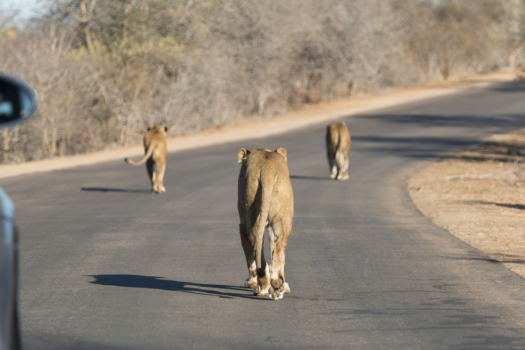 Canon EF 70-200mm F2.8L USM sample photo. Walking lions photography