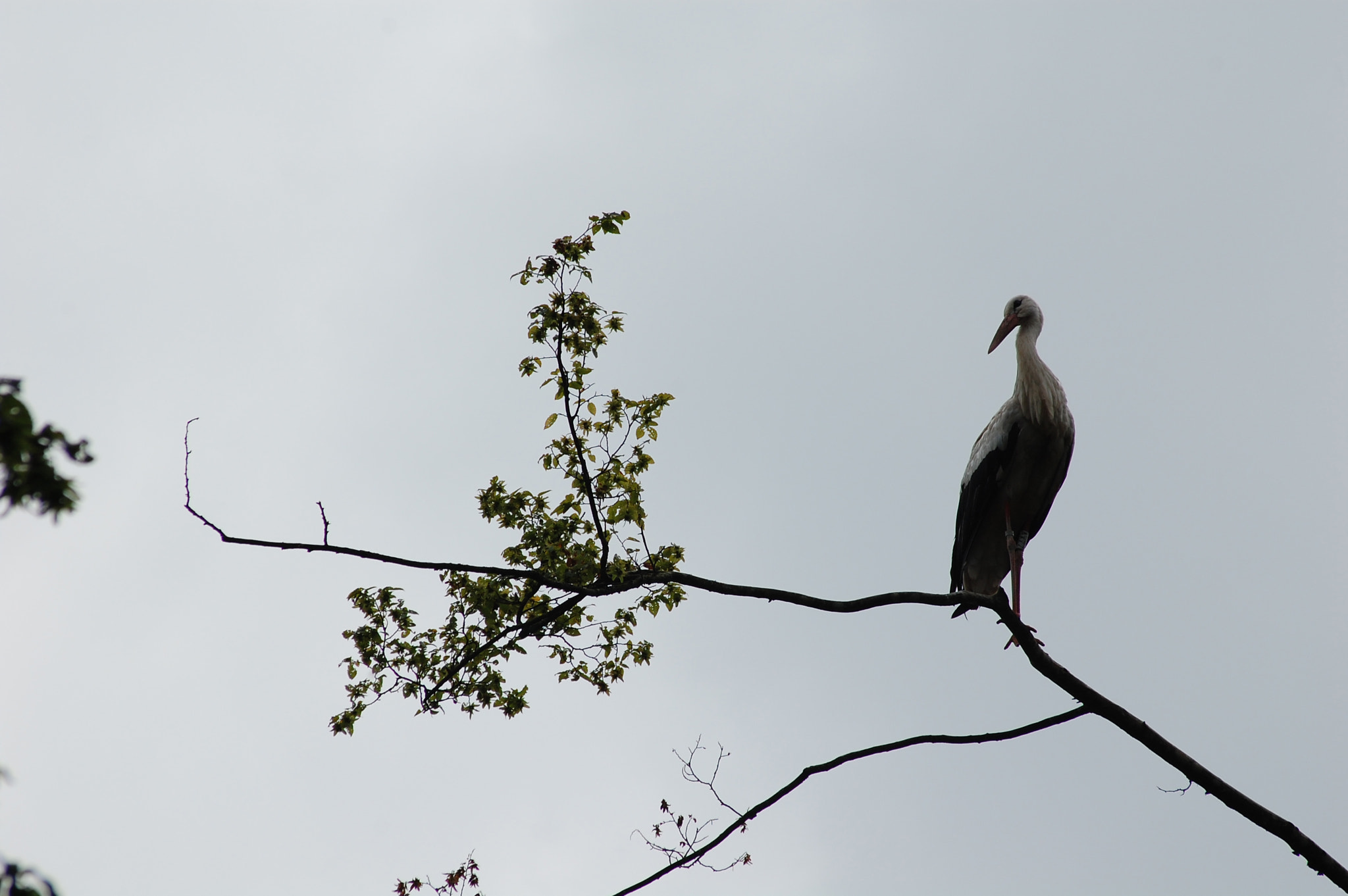 Sigma 70-300mm F4-5.6 APO DG Macro sample photo. Stork photography