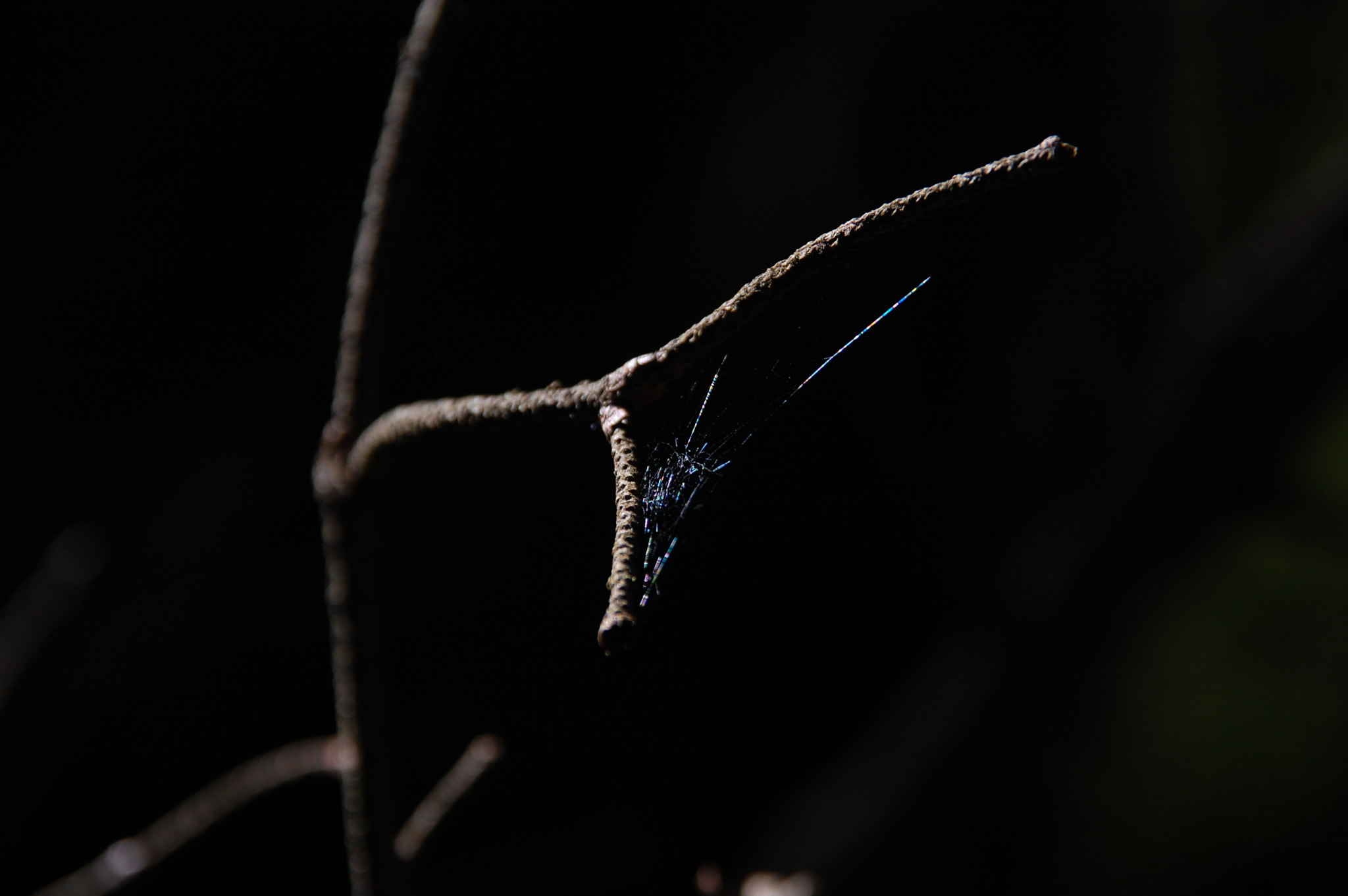 Nikon D40 + Sigma 18-200mm F3.5-6.3 DC sample photo. Spiderweb photography