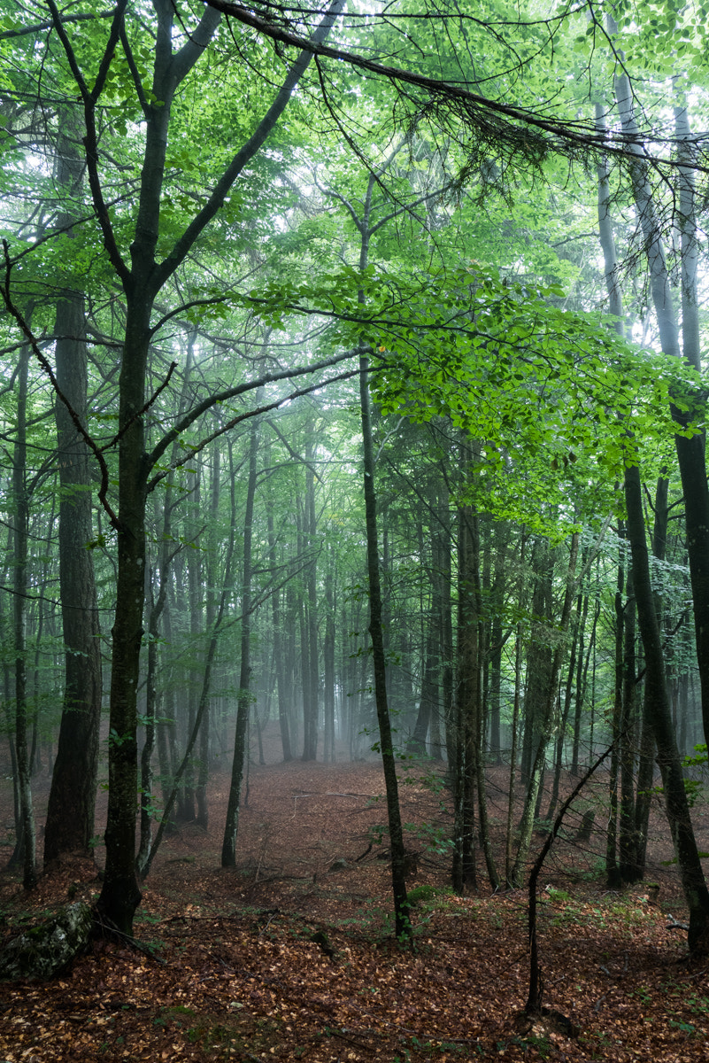 Panasonic Lumix DMC-GM5 sample photo. Forest photography