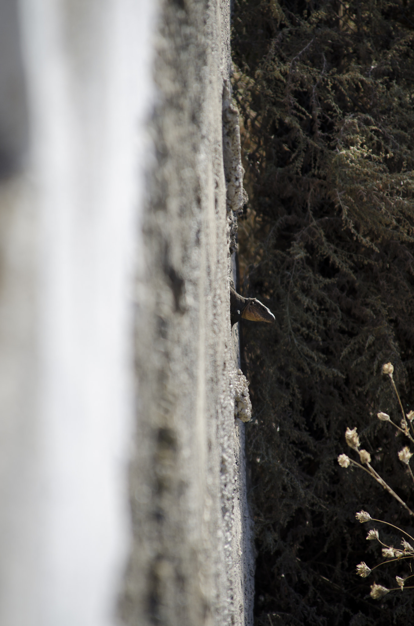Sigma 28-300mm F3.5-6.3 DG Macro sample photo. Someone out there?... photography