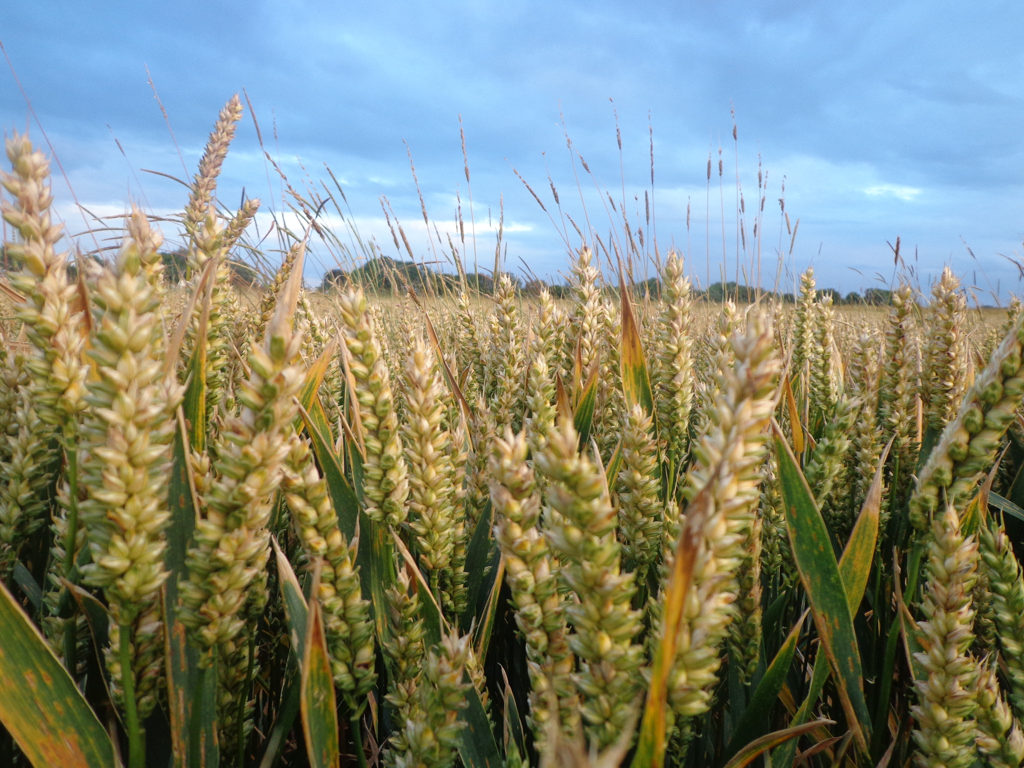 Sony DSC-W650 sample photo. Corn field photography