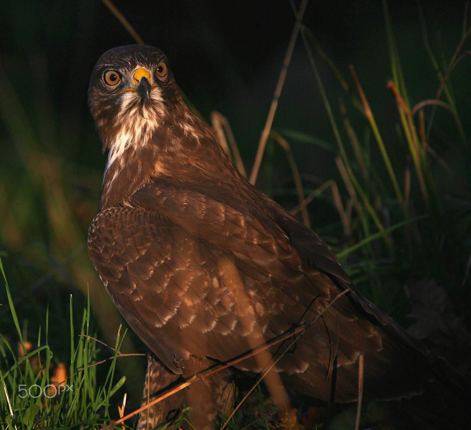 Canon EF 300mm F2.8L IS USM sample photo. Last sun on the buzzard photography