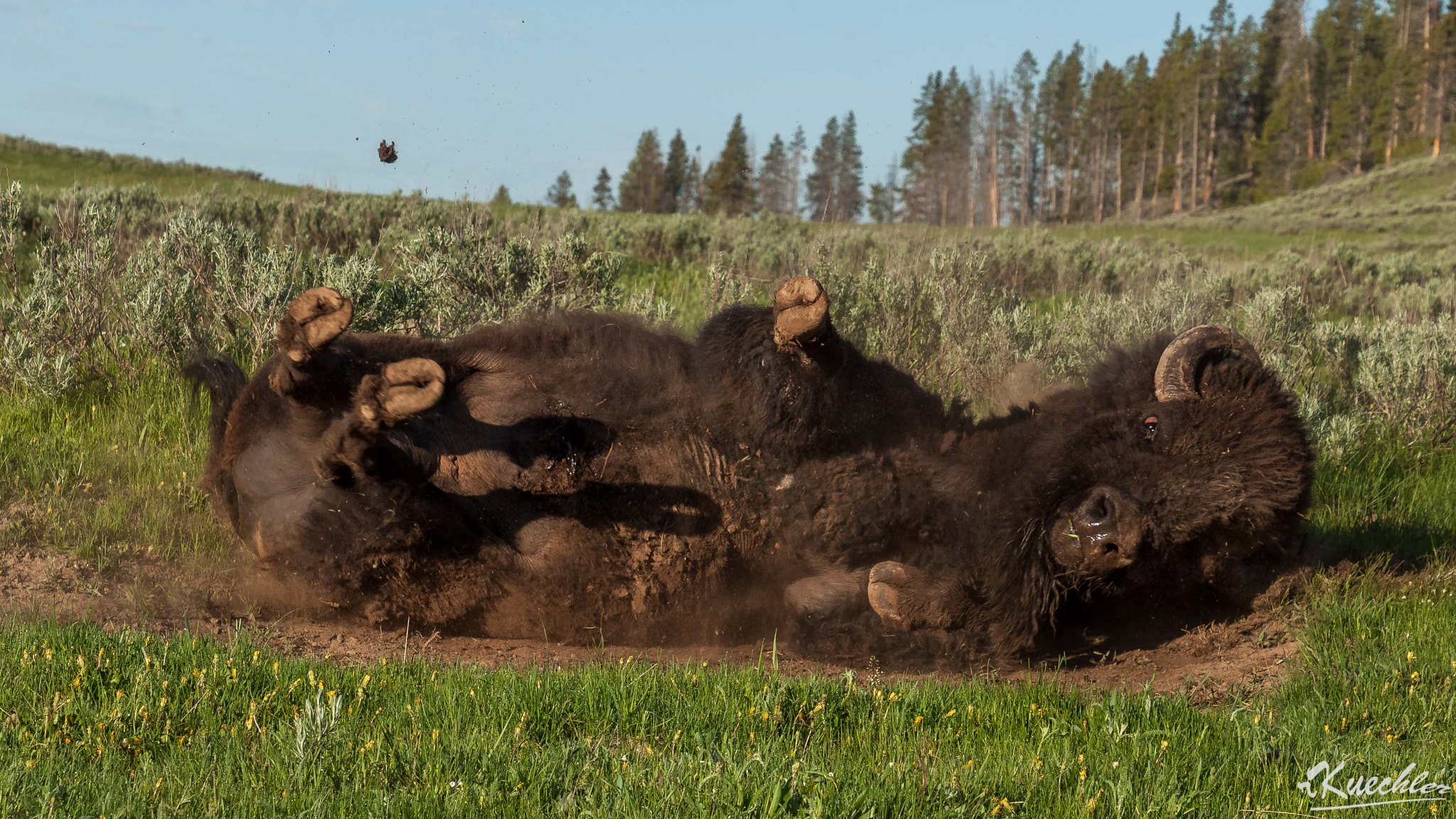 Nikon D5000 sample photo. Bison photography