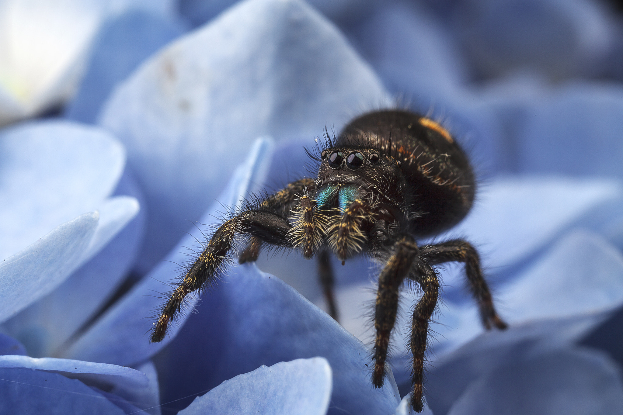 Canon EOS 5D Mark II + Canon MP-E 65mm F2.5 1-5x Macro Photo sample photo. Portrait of phidippus audax photography