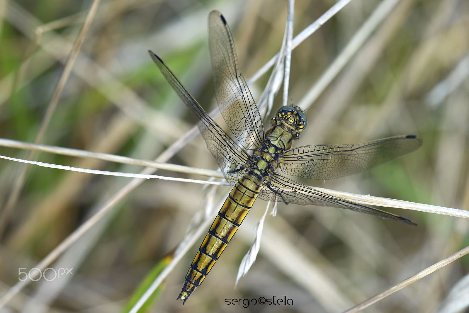 Nikon D610 + Sigma 150mm F2.8 EX DG Macro HSM sample photo. Orthetrum cancellatum female______ photography