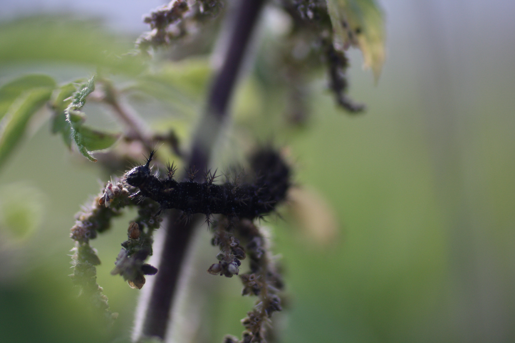 Canon EOS 1000D (EOS Digital Rebel XS / EOS Kiss F) + Canon EF 50mm F2.5 Macro sample photo. A catepillar photography