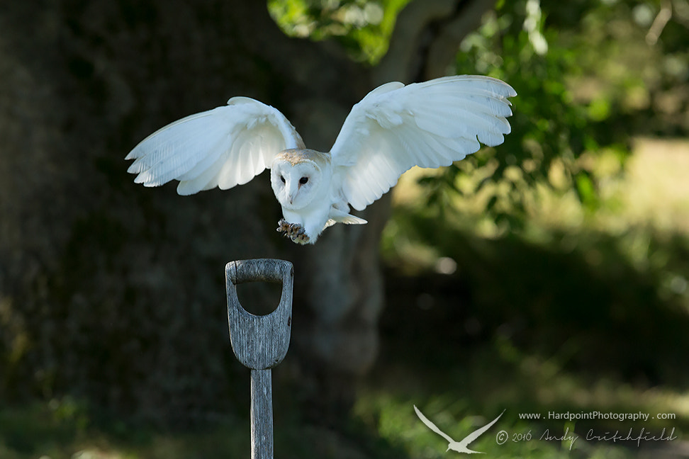 Canon EF 300mm F2.8L IS USM sample photo. Coming in to land photography