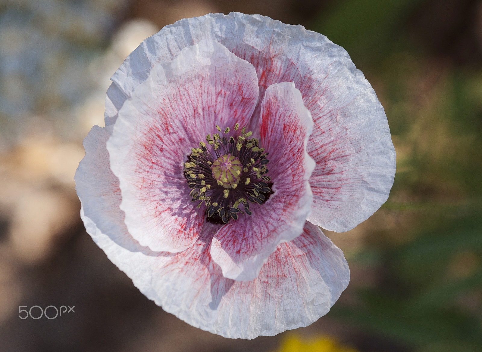 Sigma 105mm F2.8 EX DG Macro sample photo. Summer flower photography