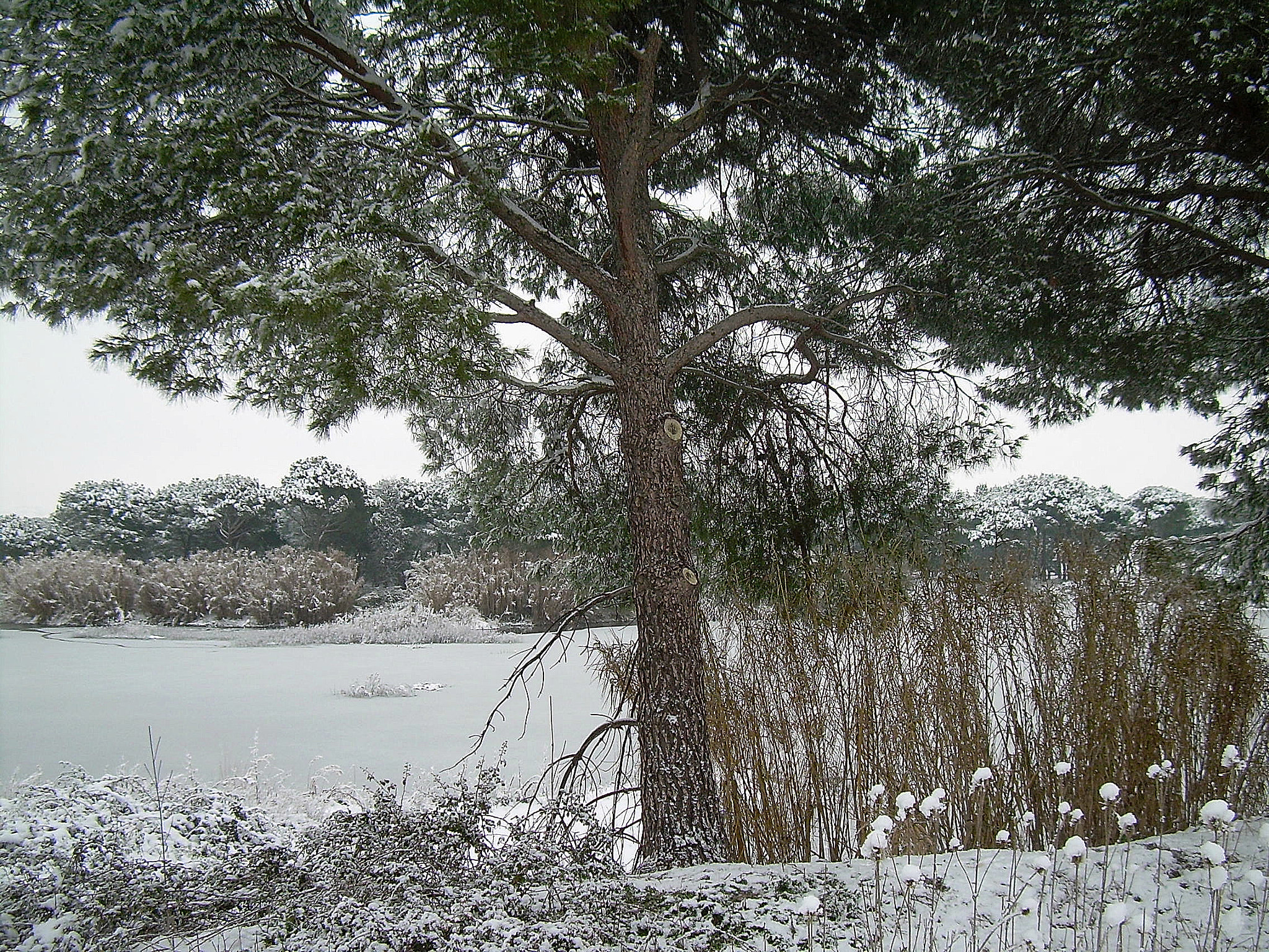 Nikon COOLPIX L4 sample photo. Winter landscape photography