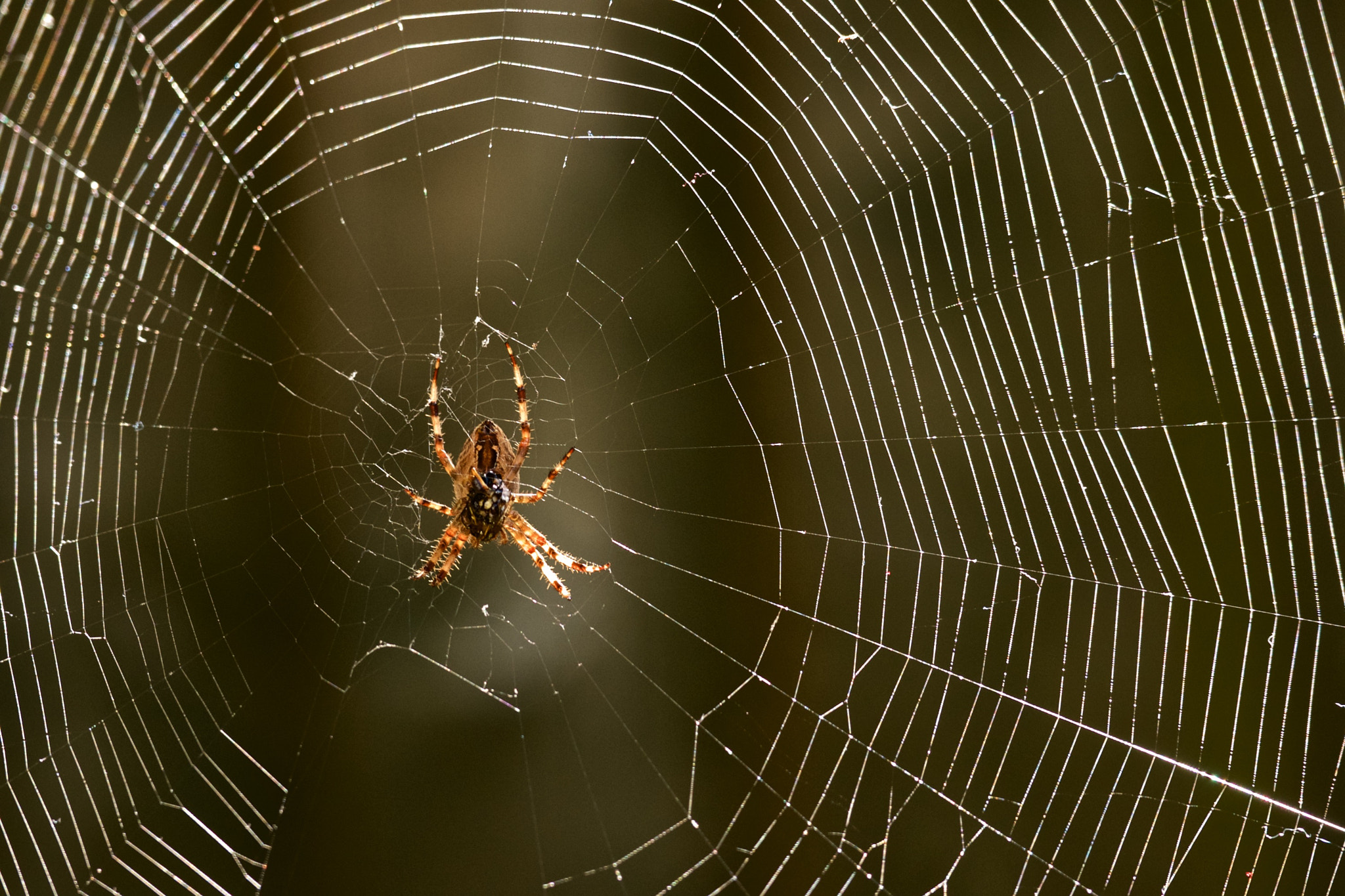 Sony Alpha DSLR-A700 sample photo. Vitruvian man photography