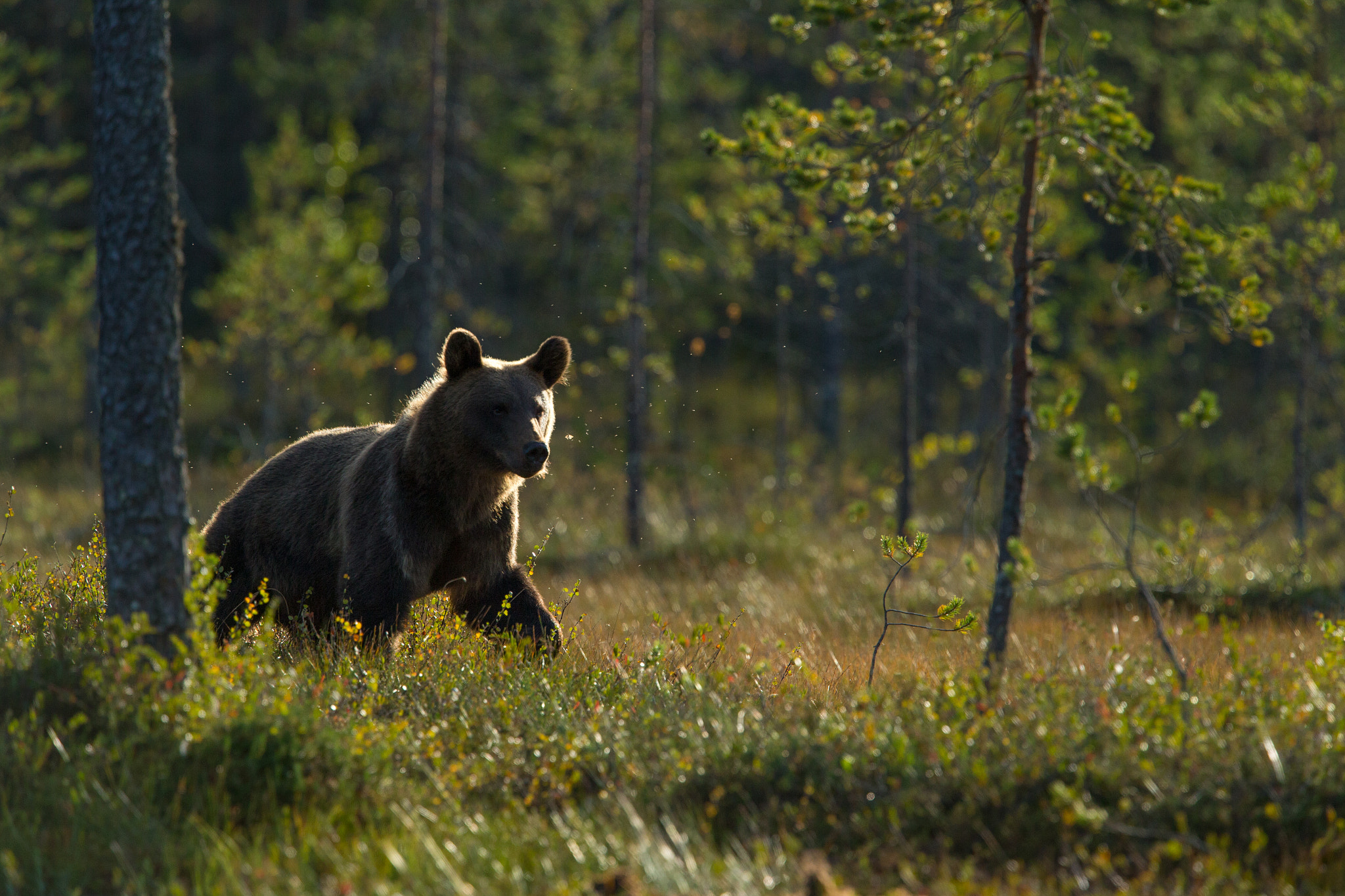 Canon EF 400mm F2.8L IS USM sample photo. Brown bear at sunset photography