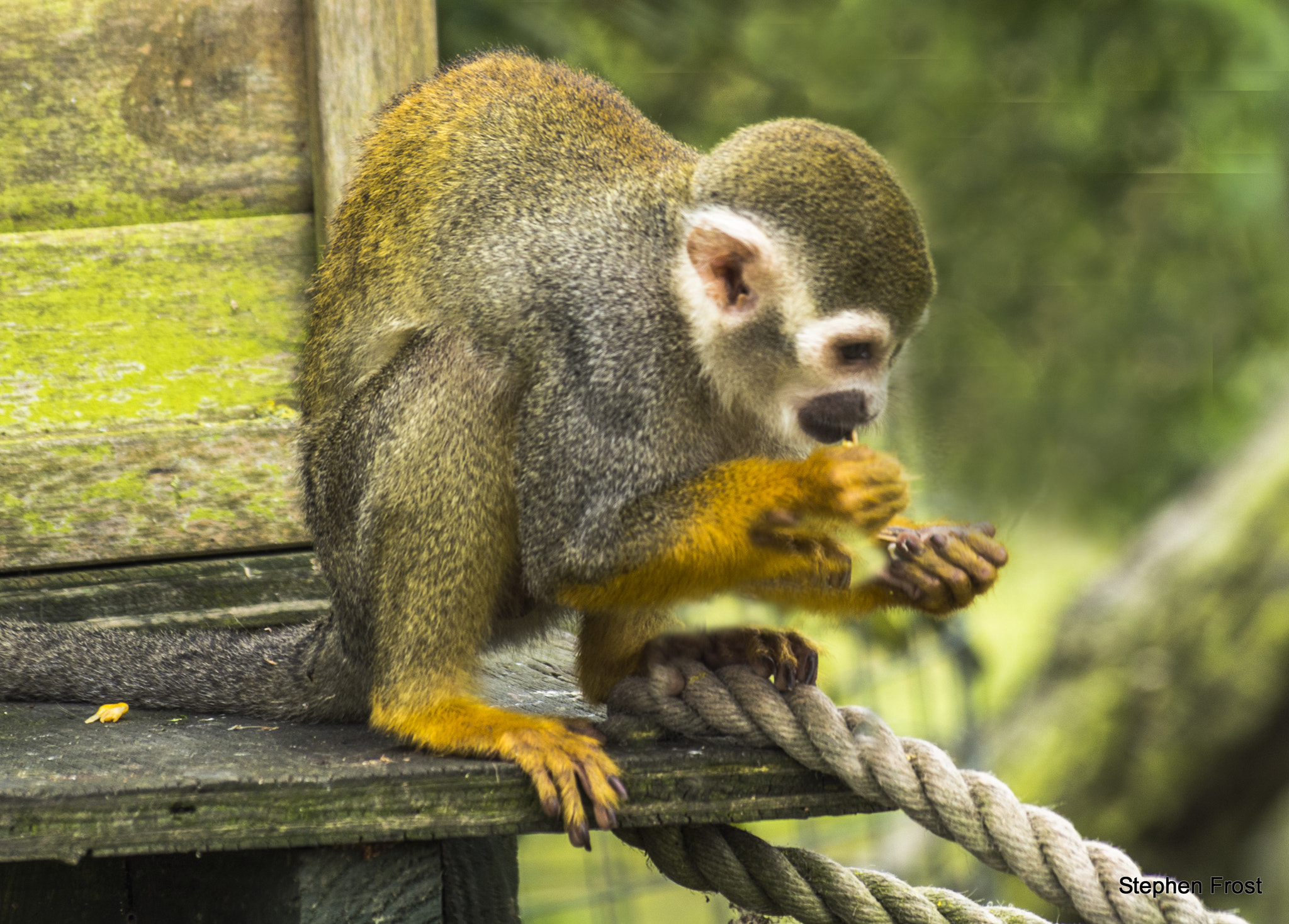 Olympus Zuiko Digital ED 70-300mm F4.0-5.6 sample photo. Squirrel monkey photography