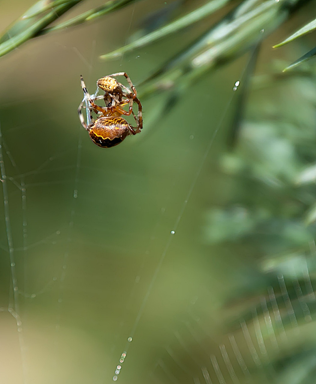 Sony Alpha DSLR-A300 sample photo. Spotkanie4 - zjem cię photography