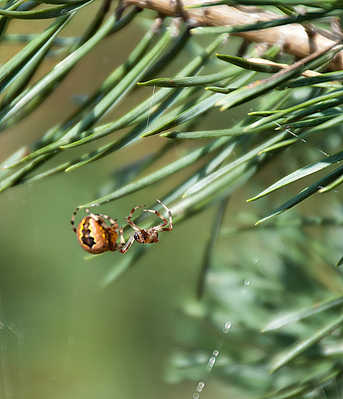 Sony Alpha DSLR-A300 + DT 18-270mm F3.5-6.3 SSM sample photo. Spotkanie3 photography