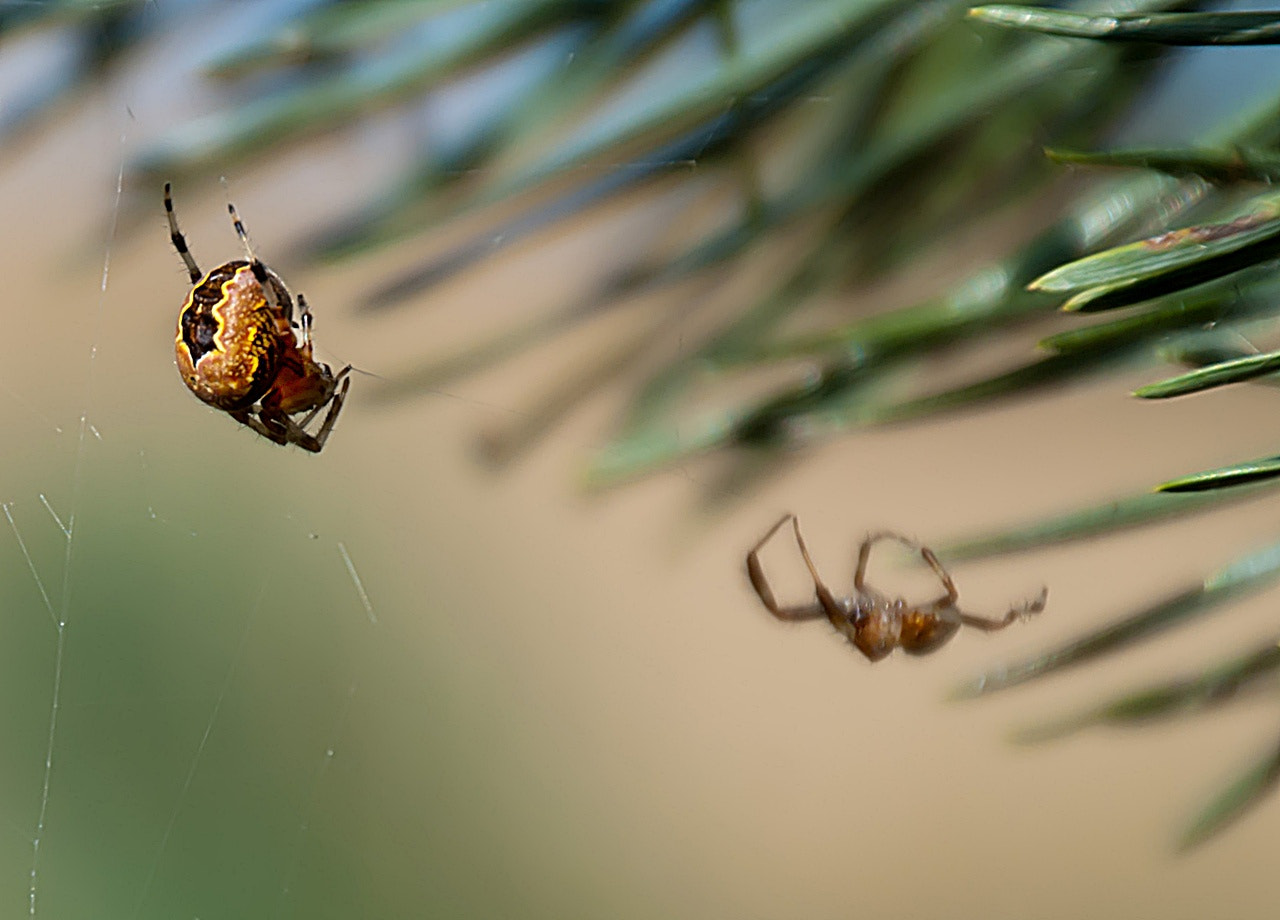 Sony Alpha DSLR-A300 + DT 18-270mm F3.5-6.3 SSM sample photo. Spotkanie2 photography