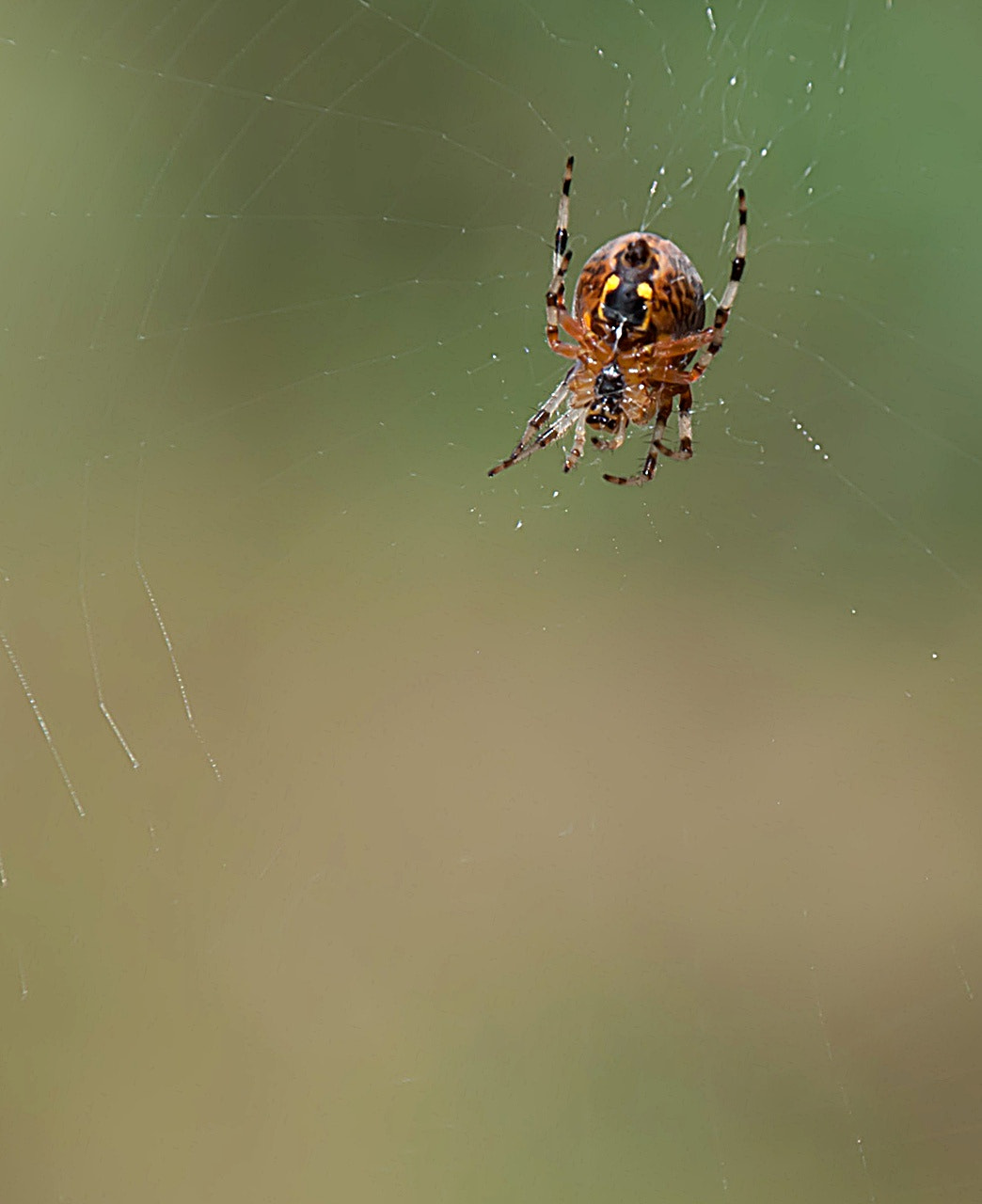 Sony Alpha DSLR-A300 + DT 18-270mm F3.5-6.3 SSM sample photo. Spotkanie photography