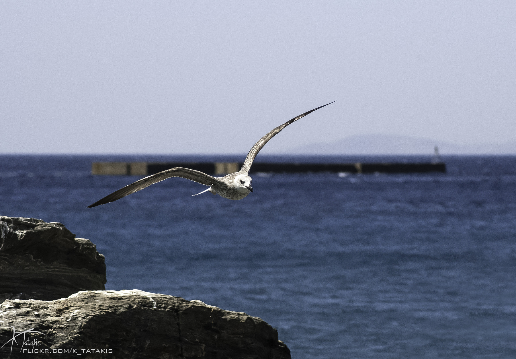 Nikon D80 sample photo. Take flight photography