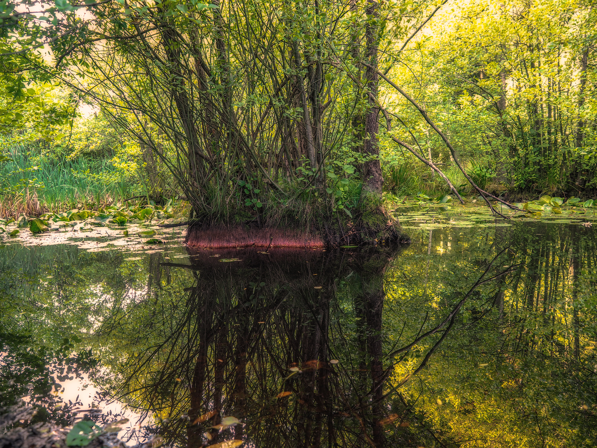 Olympus OM-D E-M5 II + Olympus Zuiko Digital ED 12-60mm F2.8-4.0 SWD sample photo. Evening at  the biotope photography