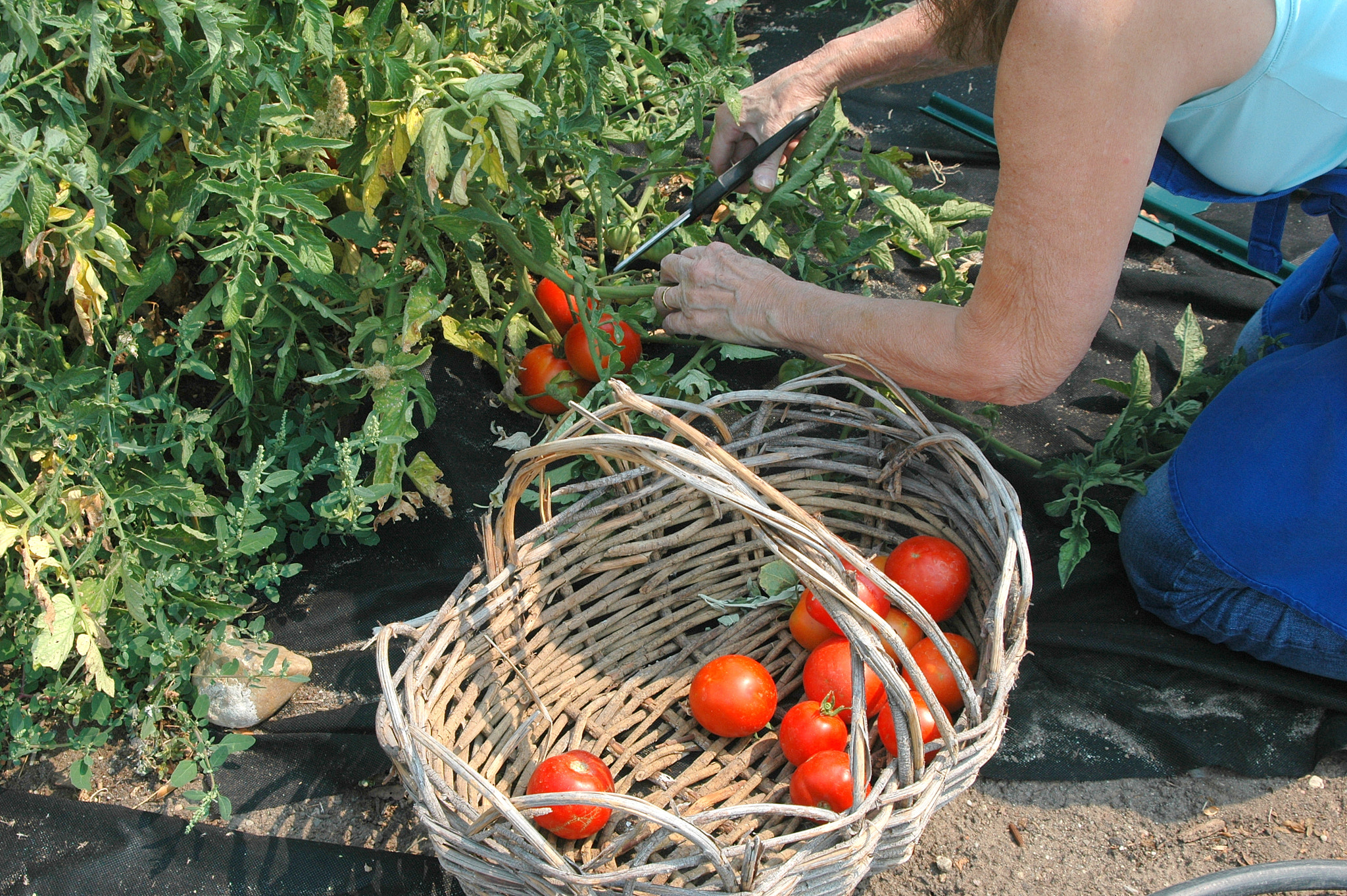 Nikon D70 sample photo. Organic tomatoes, photography