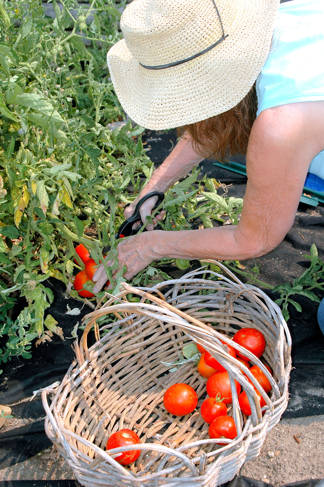 Nikon D70 sample photo. Organic tomatoes, photography