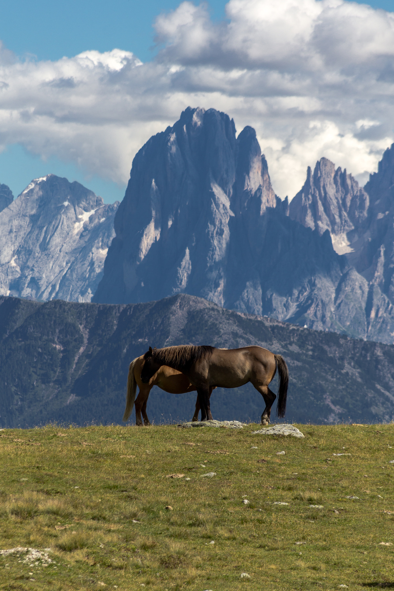 Sigma 18-200mm f/3.5-6.3 DC OS sample photo. Horses ii photography