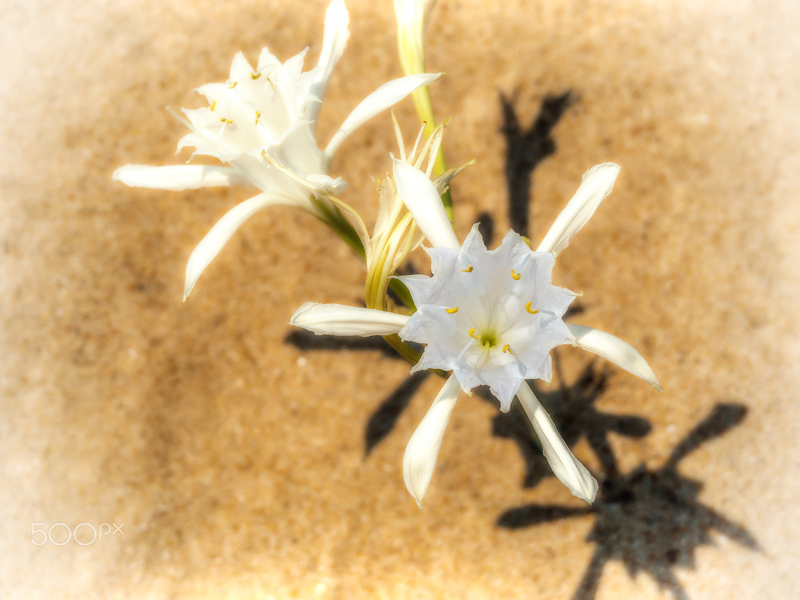 Olympus OM-D E-M5 II sample photo. Beach flowers photography