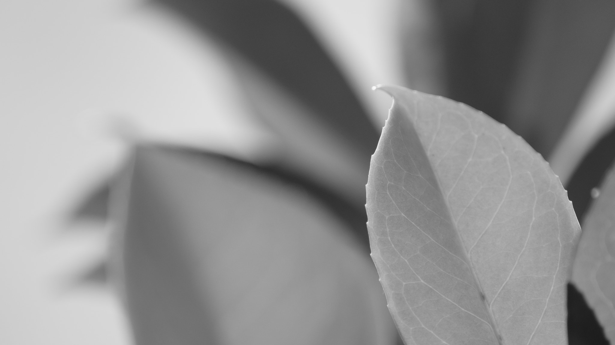 Sony DT 55-200mm F4-5.6 SAM sample photo
