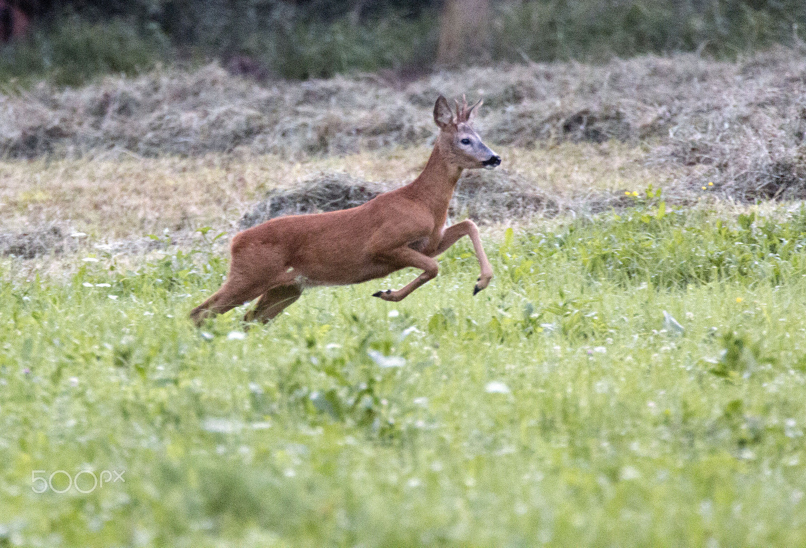 Canon EOS 70D + Canon EF 70-200mm F2.8L IS II USM sample photo. Reh photography