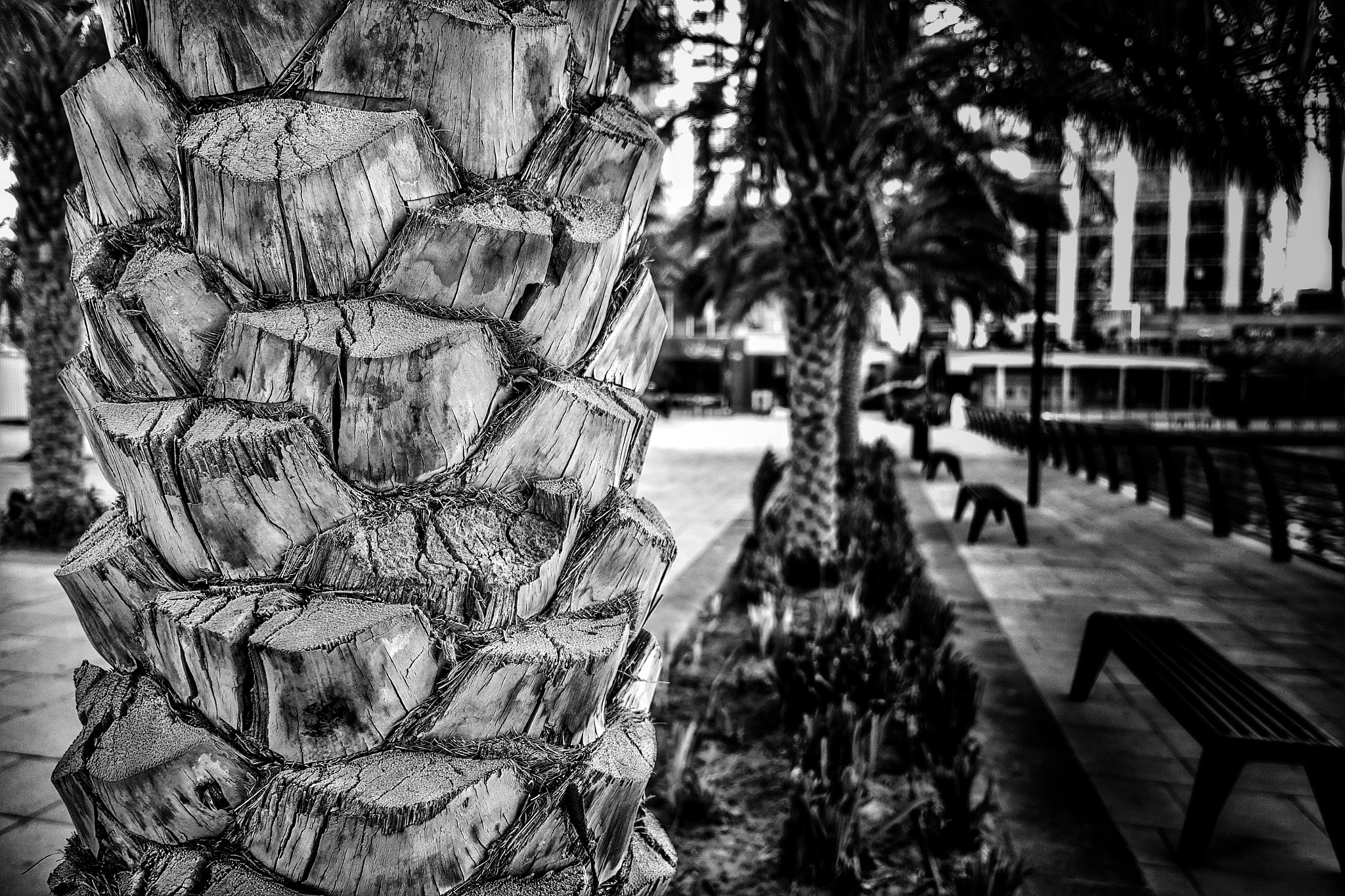 Sony Cyber-shot DSC-RX100 IV sample photo. Structure is everything. #evolution #nature #desiopine #desi #street #dubai #jlt photography