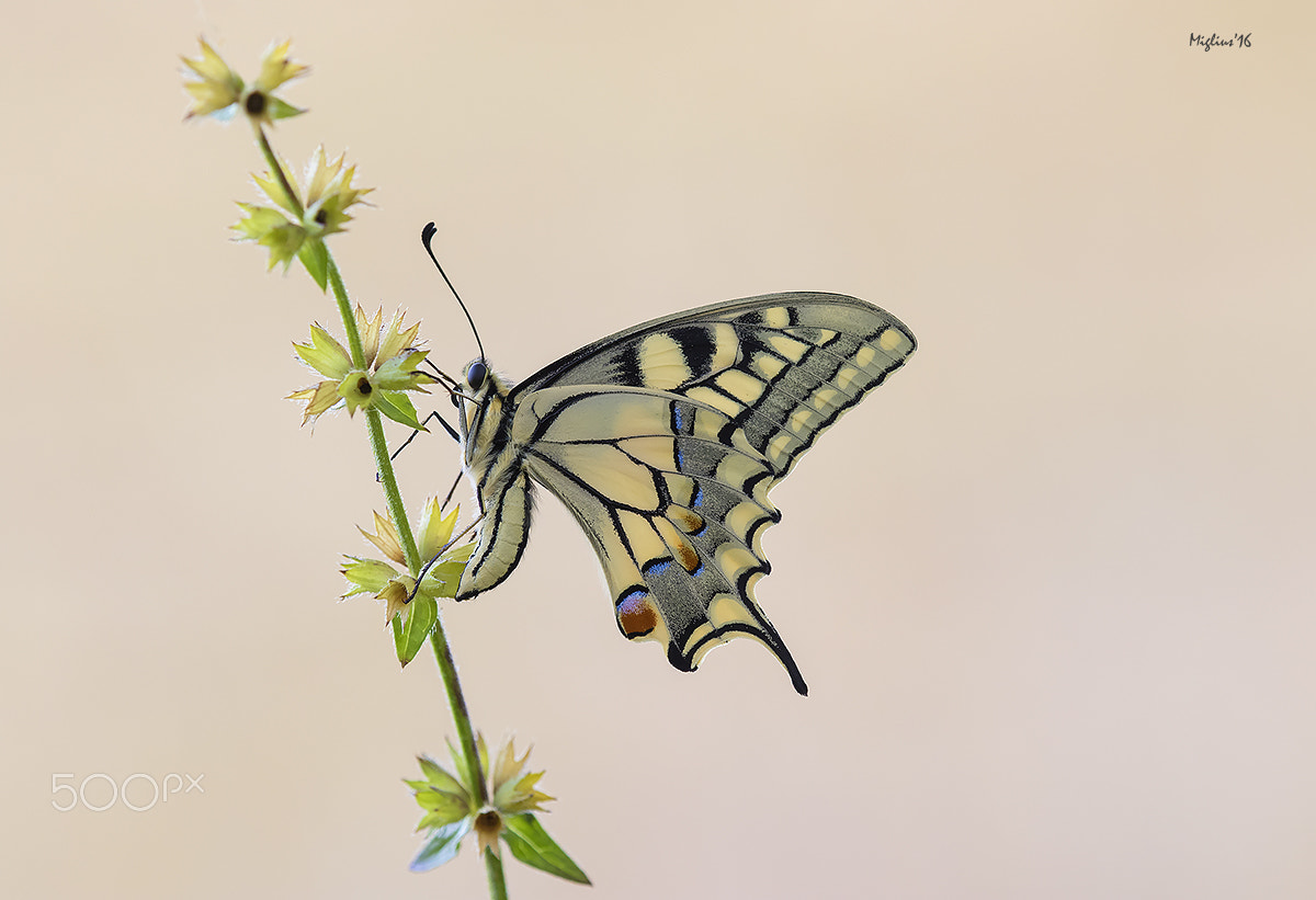 Canon EOS 7D Mark II + Tamron SP AF 180mm F3.5 Di LD (IF) Macro sample photo. Machaon n°2 photography