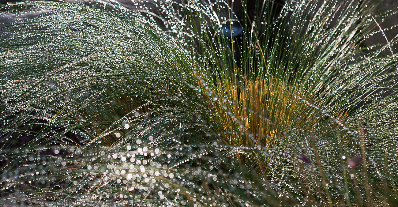 Nikon D600 + Sigma 50mm F1.4 EX DG HSM sample photo. Morning sparkle photography