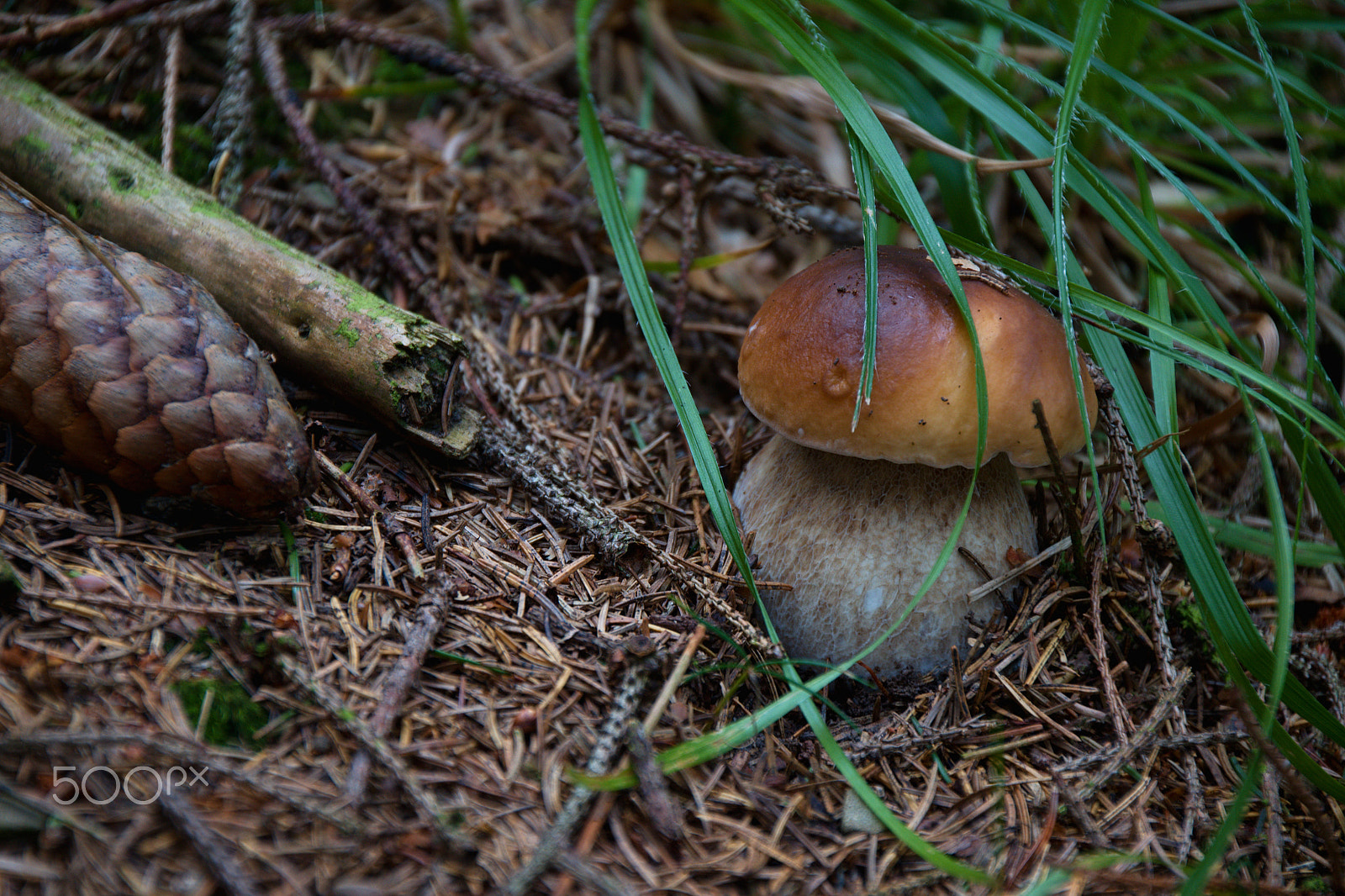 18.00 - 200.00 mm f/3.5 - 6.3 sample photo. Mushrooms photography