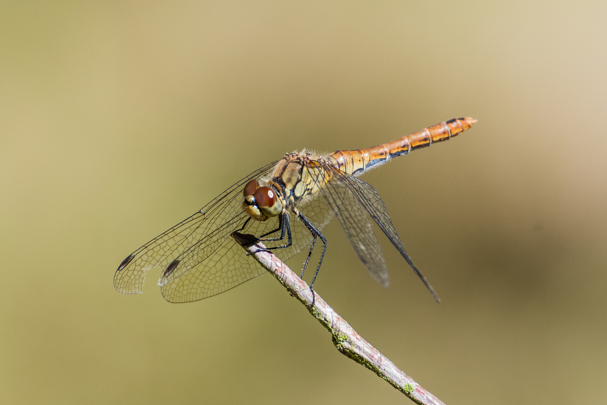 Nikon D500 sample photo. Dragonfly photography
