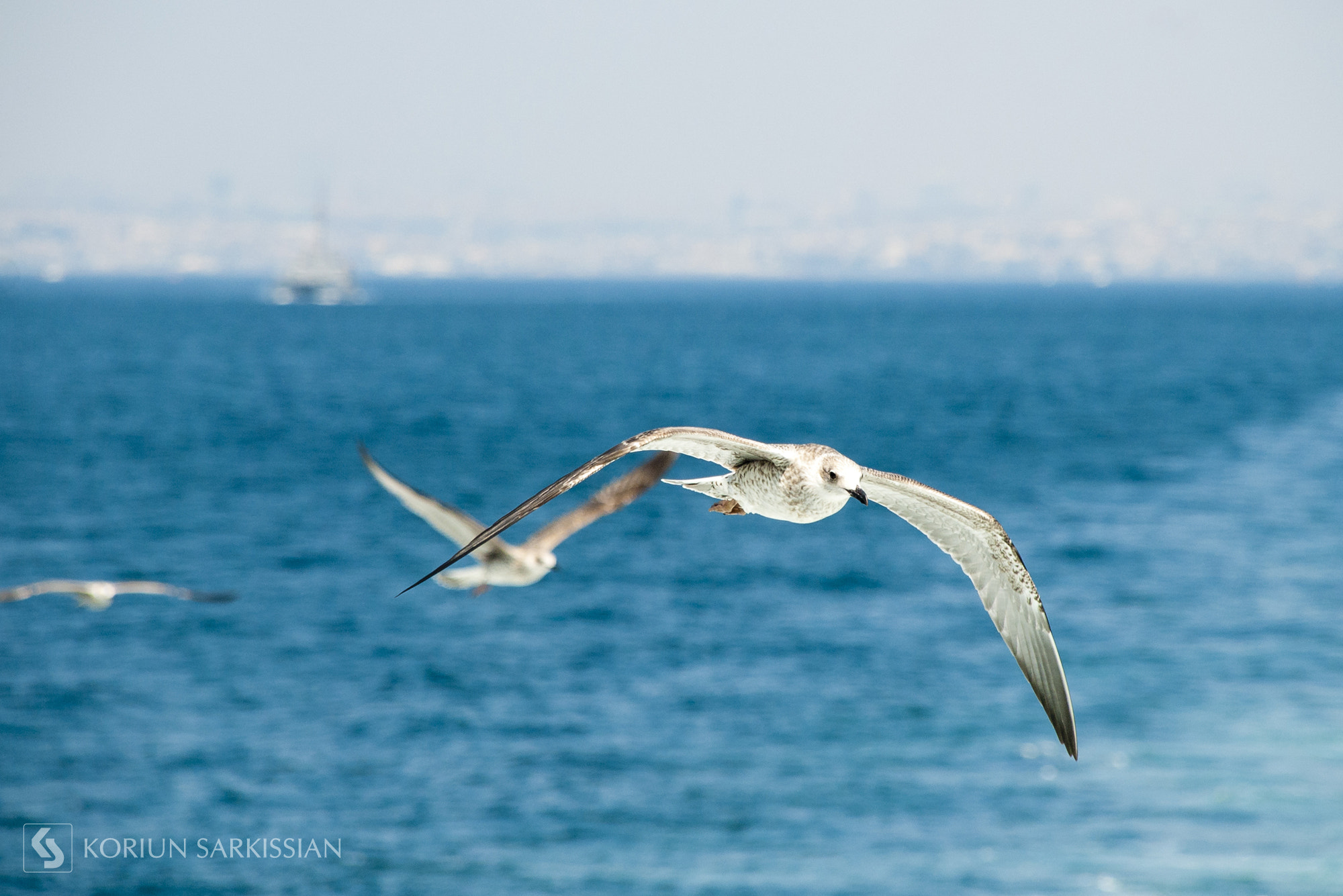 Sigma 18-200mm F3.5-6.3 DC OS HSM sample photo. Fly photography