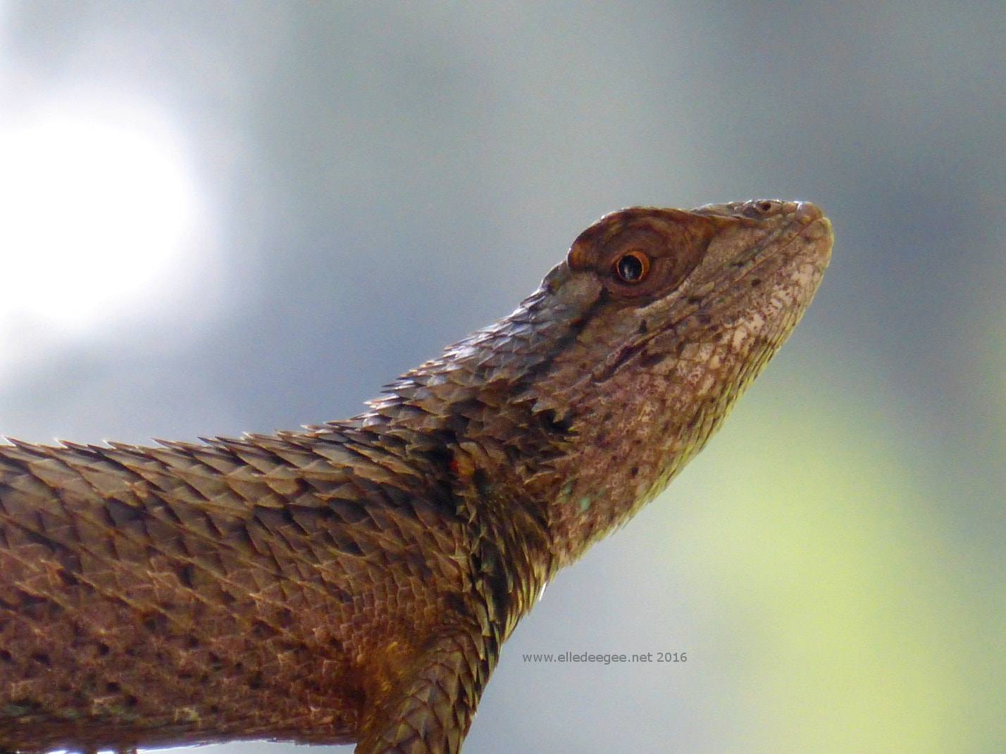 Panasonic Lumix DMC-ZS25 (Lumix DMC-TZ35) sample photo. Scaly liz photography