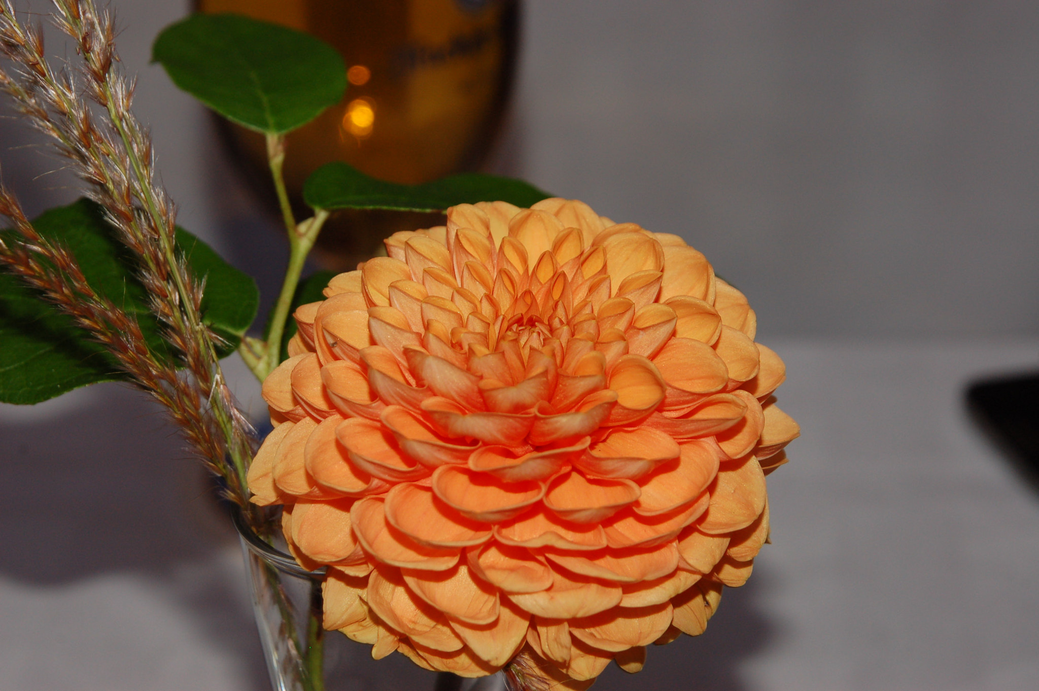 Nikon D50 sample photo. Orange blossom photography